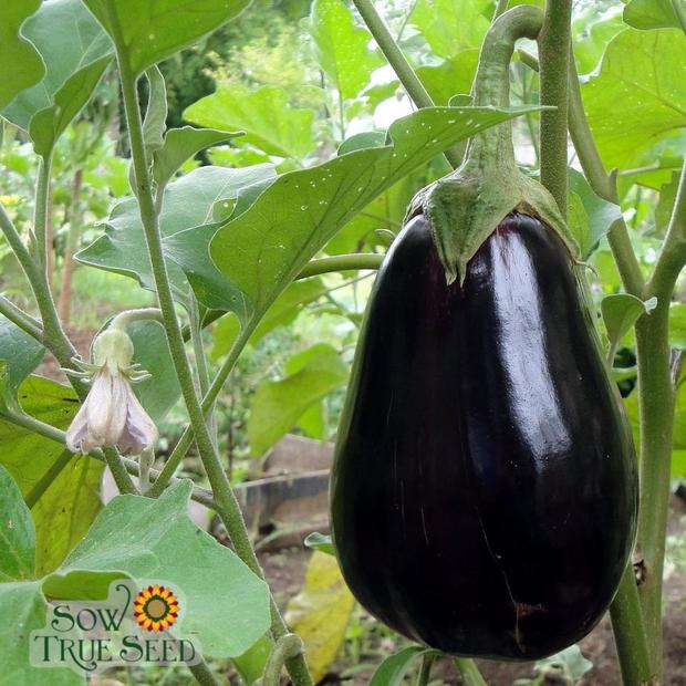 Eggplant can naturally lower cholesterol and more
