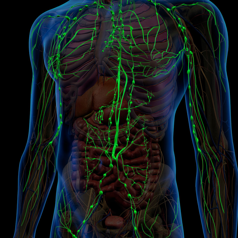 THE LYMPHATIC SYSTEM IS THE KEY TO YOUR IMMUNE SYSTEM