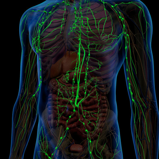 THE LYMPHATIC SYSTEM IS THE KEY TO YOUR IMMUNE SYSTEM