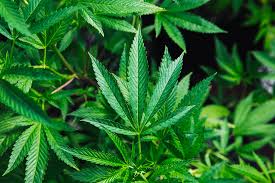 IS SMOKING WEED HEALTHY IN THE LONG-TERM?